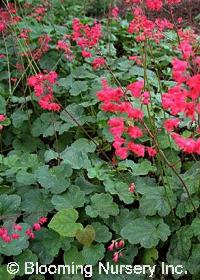 Heuchera x brizoides 'Firefly'                    